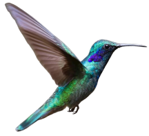 colibri 1