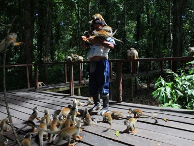 Isla de los Micos (Amazonas)