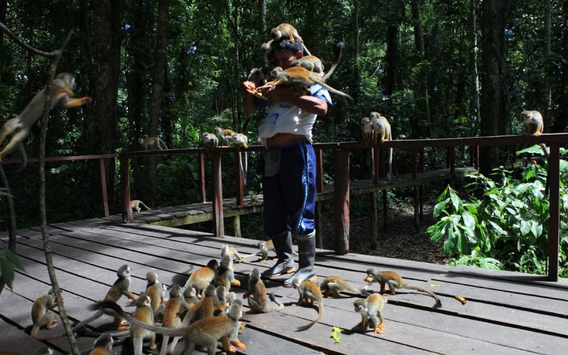 Isla de los Micos (Amazonas)