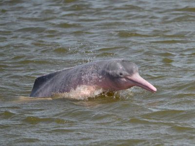 Lago Tarapoto (Amazonas)