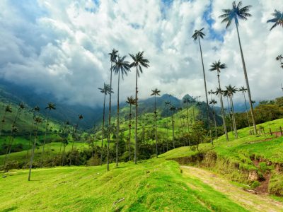Valle de Cocora (Eje Cafetero)